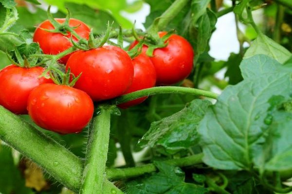 stöd för tomater