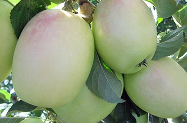 odrody jabloní biela sinup
