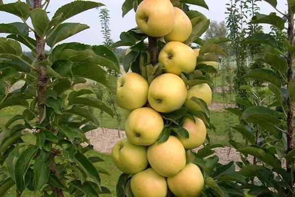 стабљика јабука у башти