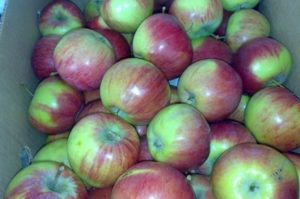 Egenskaper av äpplesorten Rossoshanskoe Polosate, beskrivning av underarter och utbyte