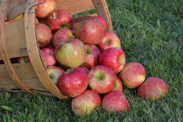 јабуке у корпи