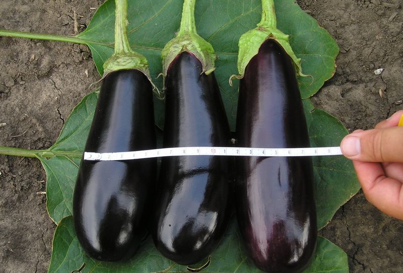 Fabina aubergine utseende