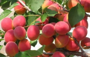 Beskrivning av aprikosvariet Saratov Ruby, egenskaper och pollinatorer