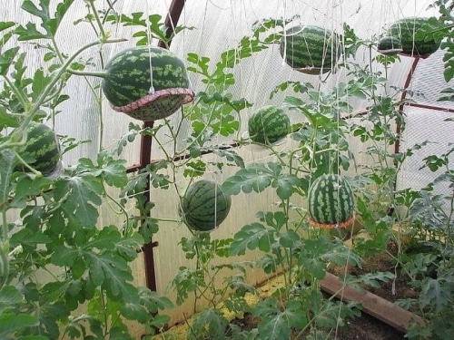 växande vattenmeloner