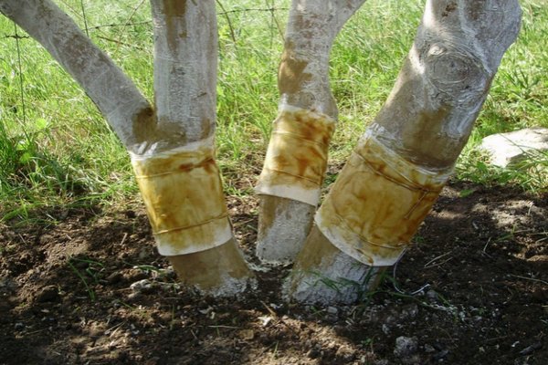 pomazané záchytné pásy na stromoch