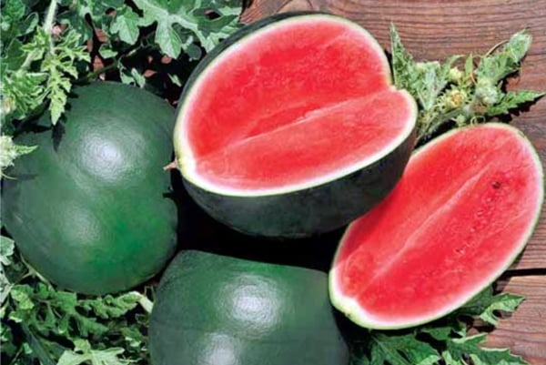 utseendet på en vattenmelon av Ogonyok-sorten