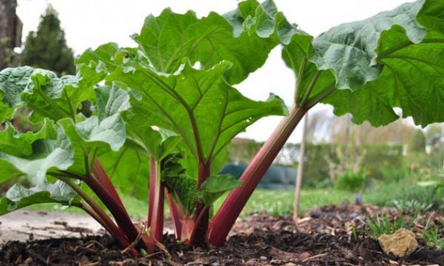 rhubarb beneficial properties