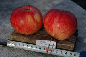 Beskrivning av äppelsorten Ung naturforskare och odlingsregioner, urvalshistoria