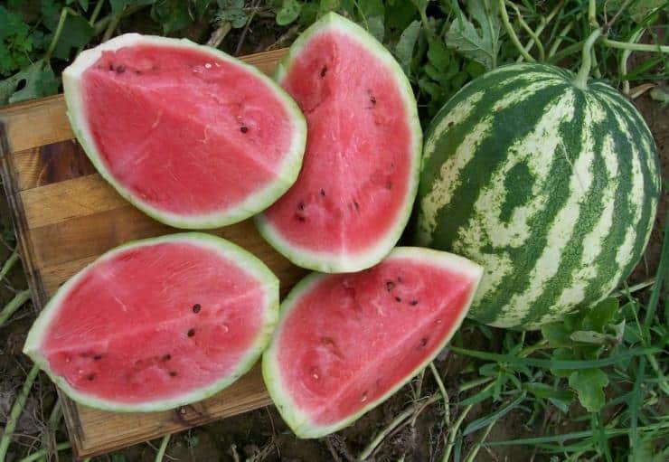 mogen vattenmelon