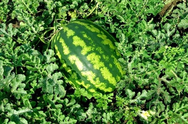 mogen vattenmelonproducent