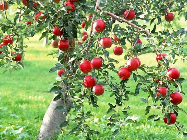 äppelträd höstglädje