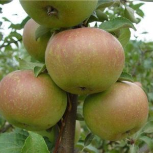 Beskrivning av Verbnoe äpplesort och de viktigaste egenskaperna för dess fördelar och nackdelar