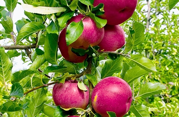 obuolių vaisių džinas