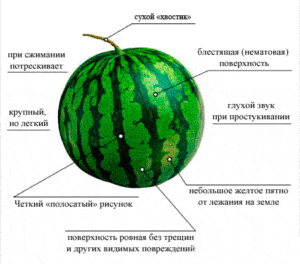 Hvor let det er at bestemme modenheden af ​​en vandmelon i haven, de bedste metoder til, hvordan man ikke gør det