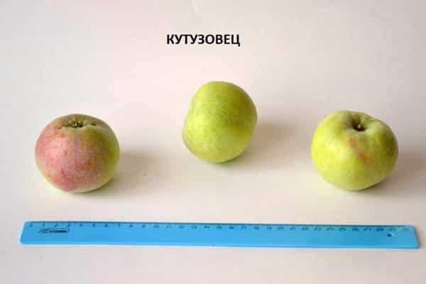 tailles des variétés de pommes Kutuzovets