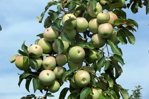 grenar av äppelträdet Kutuzovets