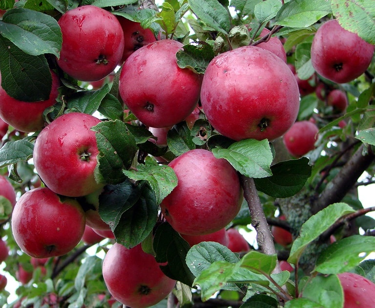 obelų rudens džiaugsmas