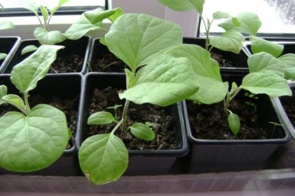 aubergine plantor med ärtor