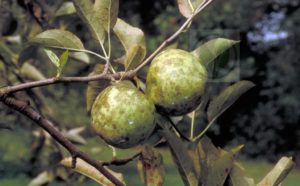Како се носити са гљивицом чађи на јабуци, хемикалијама и биолошким производима за лечење