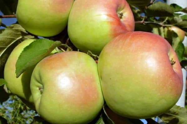 obuolių vaisių synap orlovsky