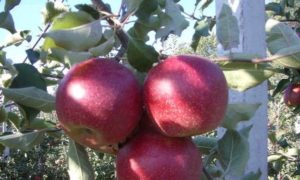 Предности и недостаци, карактеристике и опис сорте јабука Краснаја Горка
