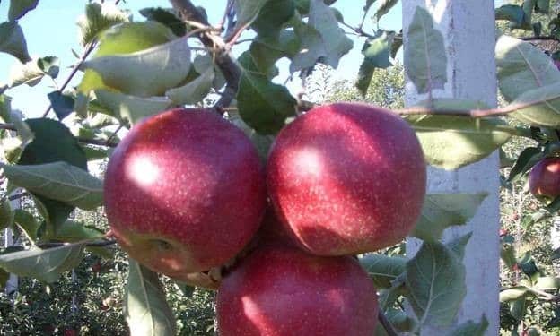 Äppelträd Red Hill