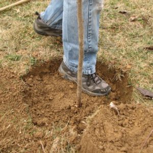 Hur man planterar ett äppelträd ordentligt i lerjord, nödvändiga material och verktyg