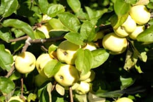 Beskrivning och egenskaper för äpplesorter Vit fyllning, när den är mogen och hur man lagrar