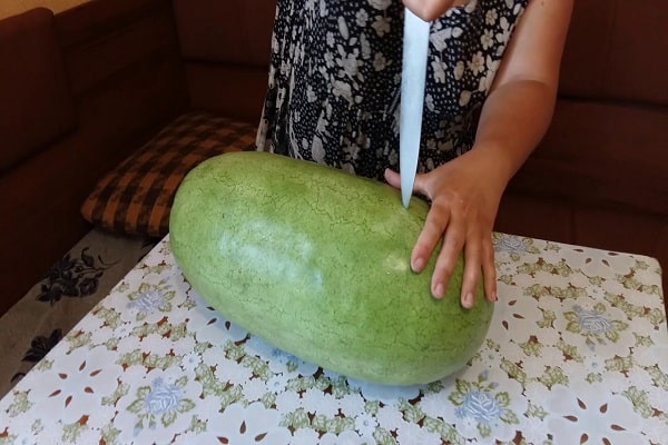eine Wassermelone pflanzen