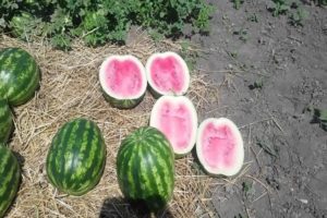Beschreibung und Regeln für den Anbau von Wassermelonensorten Crimson Sweet