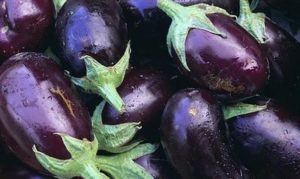 Vilka sorter av aubergine är bättre att plantera och växa i Moskva-regionen i det öppna fältet och växthus