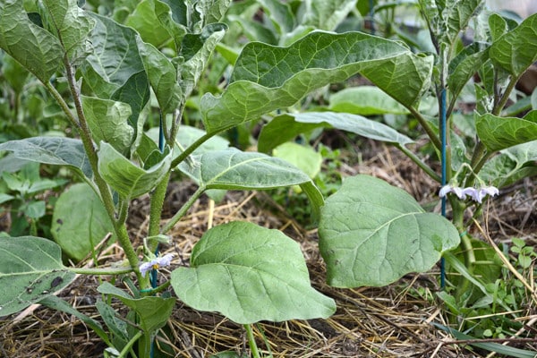 aubergine i det öppna fältet