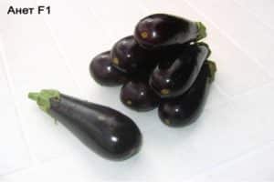 Beskrivning och egenskaper hos aubergine Anet F1, odling och vård