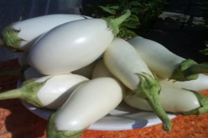 Beskrivning och egenskaper hos Bibo aubergine, odling och vård