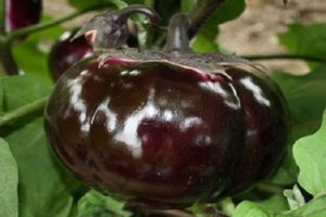Beskrivning och egenskaper hos aubergine Bourgeois, utbyte, odling och vård