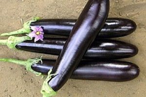 Beskrivning av aubergine Lång lila, dess egenskaper, fördelar och nackdelar