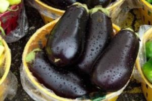 Beskrivning av sorten Galich aubergine, dess egenskaper och utbyte