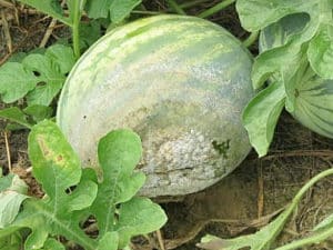 Hur man behandlar vattenmeloner från sjukdomar och skadedjur hemma för deras behandling