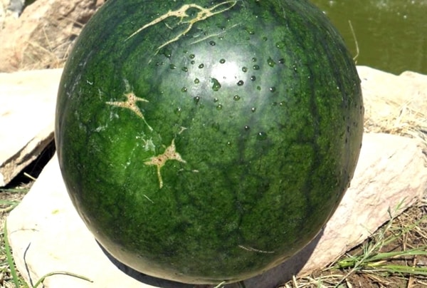 moden vandmelon af Ogonyok-sorten