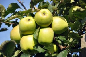 Az Ainur almafajta jellemzői és leírása, az ízlés kiértékelése és a betegségekkel szembeni ellenálló képesség