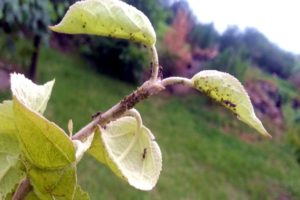 Welke chemische en folkremedies om een ​​appelboom te sproeien om van mieren af ​​te komen
