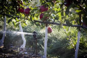 Quante volte i meli devono essere annaffiati in estate e durante la maturazione dei frutti, frequenza e frequenza