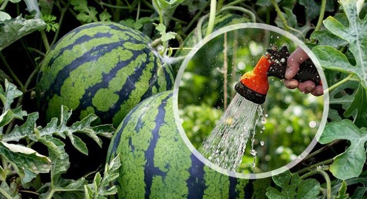 vattna vattenmelon