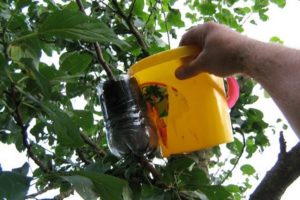Metody šíření jabloní doma pomocí řízků v létě, péče o rostliny