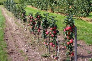 ¿Qué variedades de manzanos en un patrón enano son adecuadas para crecer en una cabaña de verano?