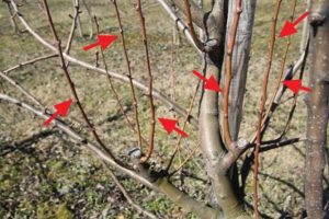 Varför toppar visas på äppelträdet och när de måste klippas, förebyggande och vad man ska göra