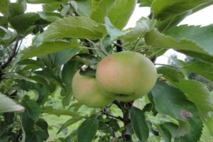 Descrizione della varietà di mele colonnari Yesenia, vantaggi e svantaggi, come raccogliere e conservare il raccolto