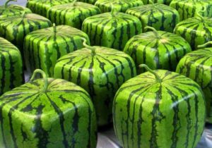 Teknologin för att odla fyrkantiga vattenmeloner med dina egna händer hemma