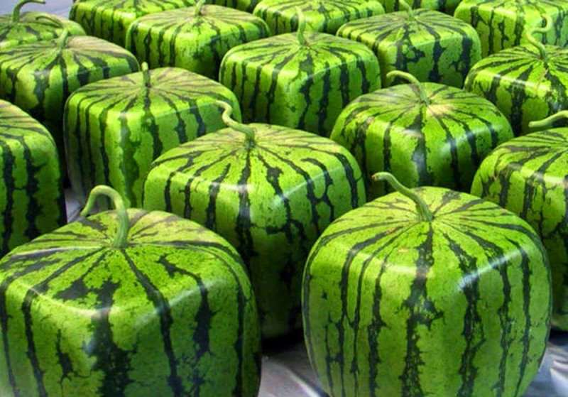 fyrkantig vattenmelon