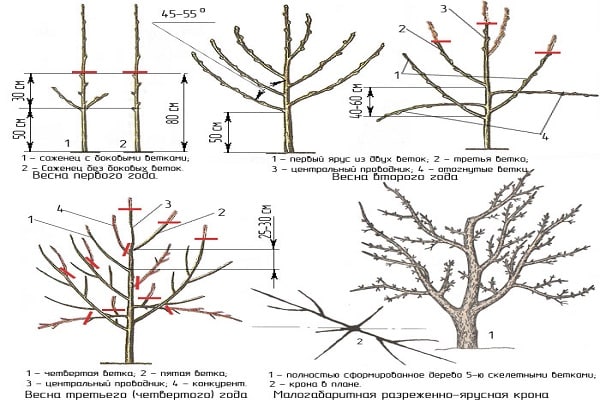 A törpe almafák metszése: alapvető képzési módszerek tavasszal, nyáron és ősszel
